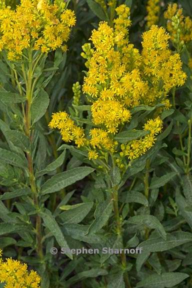 solidago elongata 3 graphic